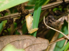 Raorchestes luteolus