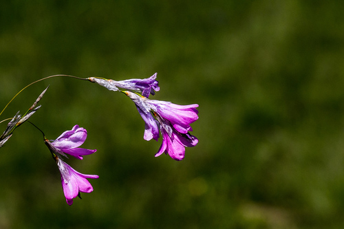 Dierama ambiguum