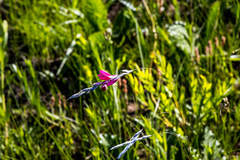 Dierama reynoldsii