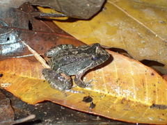 Leptodactylus wagneri