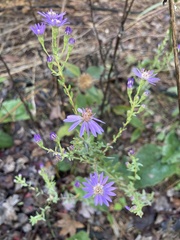 Symphyotrichum concolor