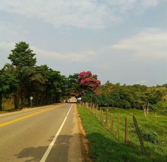 Wittmackanthus stanleyanus