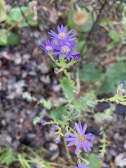 Symphyotrichum concolor