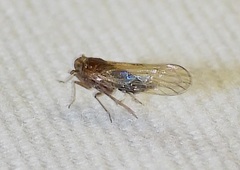 Pareuidella