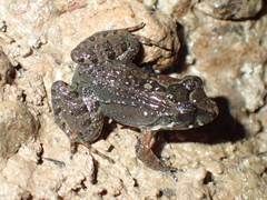 Leptodactylus wagneri