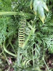 Papilio machaon hippocrates