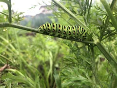 Papilio machaon hippocrates