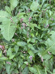 Persicaria