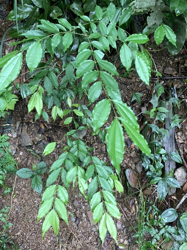 Strychnos cathayensis (Strychnos cathayensis)