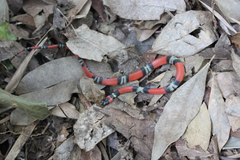 Oxyrhopus guibei