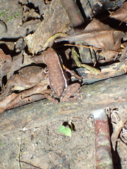 Ameerega altamazonica