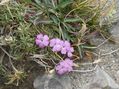 Dianthus microlepis