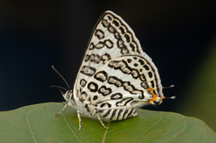 Aphnaeus lilacinus