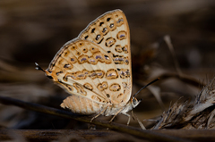 Aphnaeus lilacinus