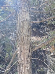 Juniperus occidentalis