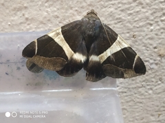 Bastilla crameri
