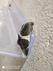 Bastilla crameri