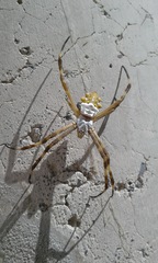 Argiope argentata