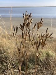 Dianthus lanceolatus