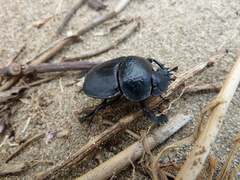 Scarabaeus semipunctatus
