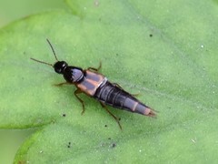 Raphirus