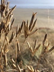 Dianthus lanceolatus