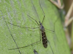 Tipula confusa