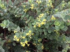 Wikstroemia uva-ursi