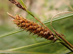 Carex pellita
