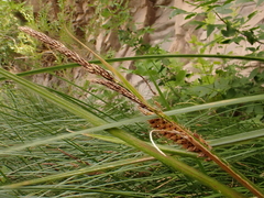Carex pellita