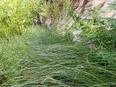 Carex pellita