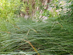 Carex pellita