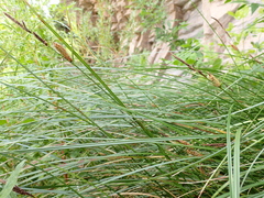 Carex pellita