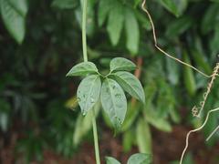 Neoalsomitra clavigera