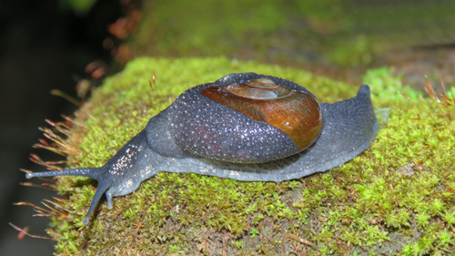Varadia Genus Varadia · iNaturalist