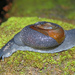 Varadia amboliensis - Photo (c) Srujan H. Ogale, algunos derechos reservados (CC BY-NC), subido por Srujan H. Ogale