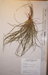 Carex digitalis digitalis