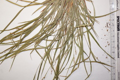 Carex digitalis digitalis