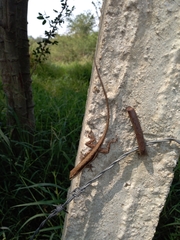 Anolis quercorum