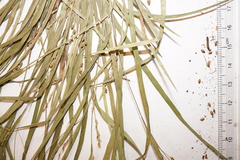 Carex digitalis digitalis