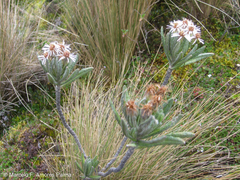 Linochilus rupestris