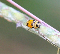Cryptocephalus bryanti