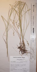 Carex echinata echinata