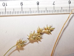 Carex echinata echinata