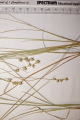 Carex echinata echinata