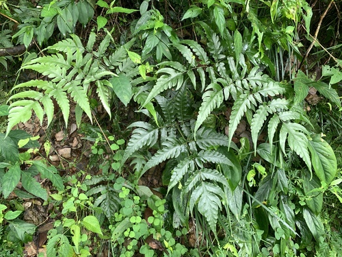 Tectaria impressa (Tectaria impressa)