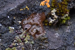 Umbilicaria torrefacta