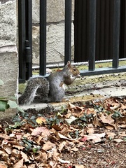 Sciurus carolinensis