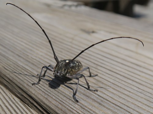 White-spotted Sawyer, photo 6 of 8