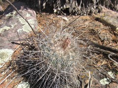 Echinofossulocactus ochoterenaus